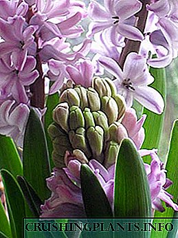 Чаро hyacinths дӯстдоштаи мо дар боғи мешукуфанд нест?