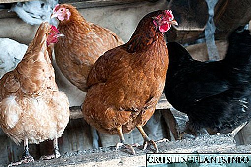 Por que non se precipitan as galiñas tendas, que facer e que alimentar?