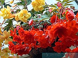 Begonia zergatik uzten duen lehorra - arrazoiak eta konponbideak