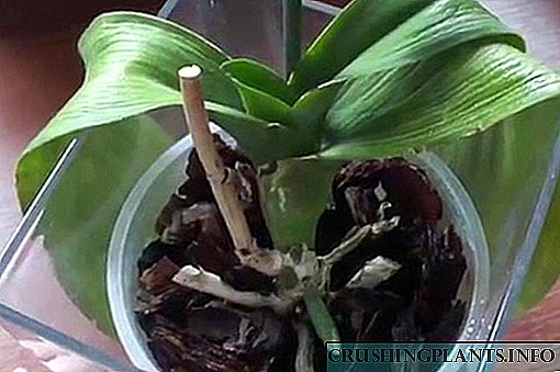 Pse orkidi juaj ka gjethe të ngadalta? Po kërkoni përgjigje