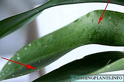 Ucjenjivanje lišća u draceni i ljepljivi plak na orhideji: uzrok problema i njegovo rješenje