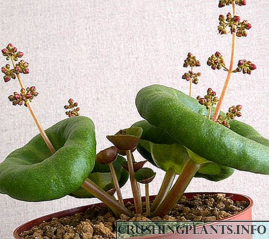 Legio pulcherrimae imagines insolitum houseplants
