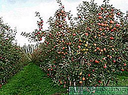 ماسکو کے علاقے کے موسم گرما کے رہائشیوں کے لئے کالمیر سیب کے درختوں کی مختلف اقسام کا انتخاب۔