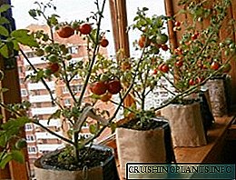 Дастурҳои муфассал барои парвариши помидор дар назди тиреза дар зимистон ва тобистон
