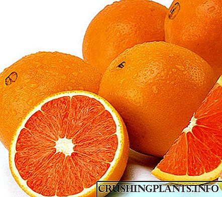 Karakteristikat e dobishme të portokallit