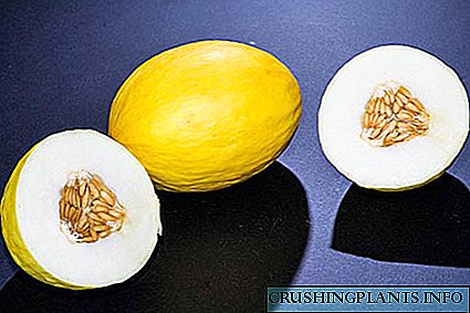 Sipat mangpaat tina melon sareng contraindications pikeun panggunaan