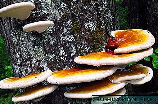 Korisna svojstva gljive Reishi i metode njegove primjene