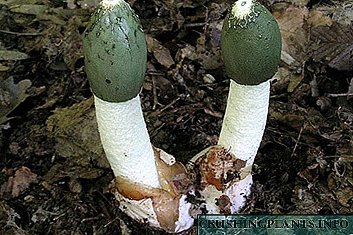 Properti sing migunani lan rekomendasi kanggo nggunakake jamur jamur