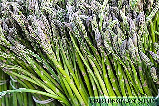 Properties migunani saka asparagus lan contraindications