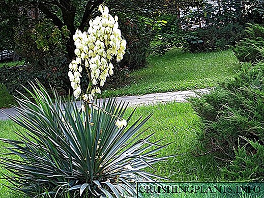 M kaddarorin yucca da aikace-aikacen su