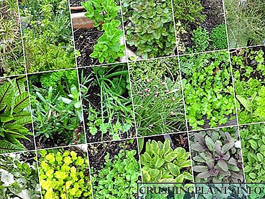 گیاهان مفید در باغ - معطر ، خوشمزه و دارویی