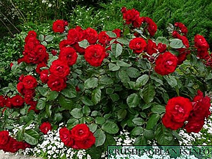 Mawar polyanthus saka wiji - tanduran lan perawatan