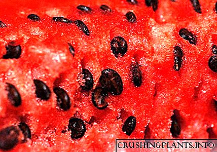 Ang mga benepisyo ug kadaut sa mga liso sa watermelon alang sa atong kahimsog