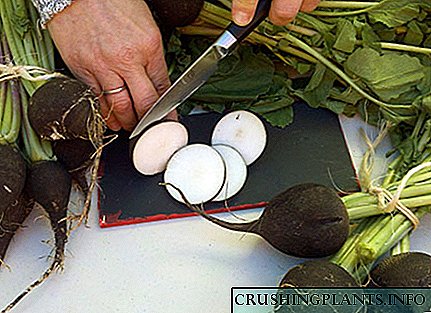 Придобивките и штетите на црната ротквица