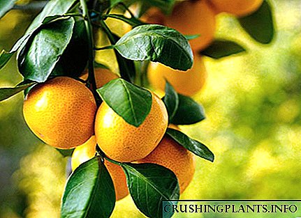Beneficios e prexuízos da mandarina