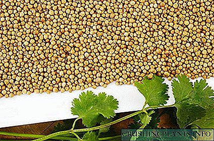 Սերմերի և կծու կանաչի cilantro- ի առավելությունները