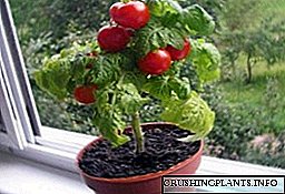 Tomates cherry - que crecen na casa no alpendre