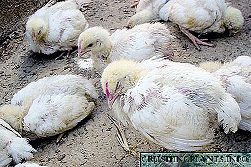 Дијареа кај кокошки од бројлери: третман и превенција