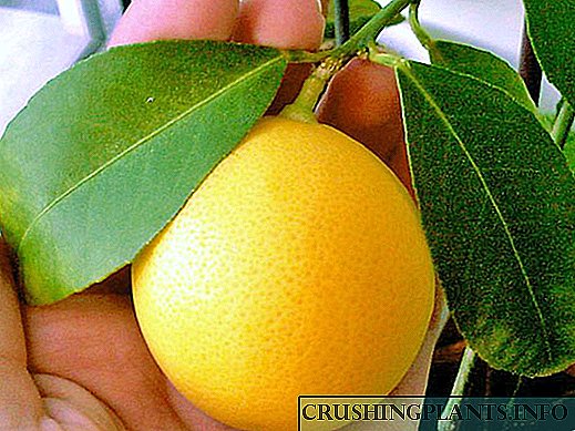 Ceisiwch dyfu lemon Meyer gartref
