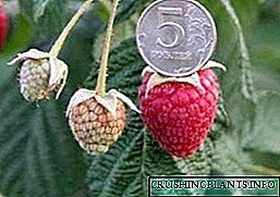 Varietas raspberry sing populer kanthi foto lan deskripsi