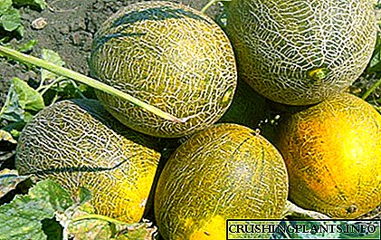 Melon Varietéiten populär bei de Summerresidenten
