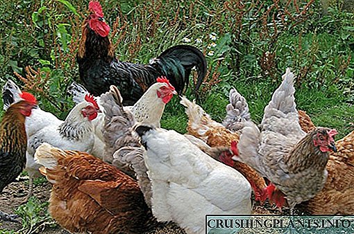 مرغی کے گوشت اور انڈوں کے گوشت کی واقفیت کی نسلیں۔