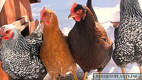 Раси на кокошки положување за фарба