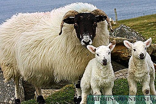 نژاد گوسفند برای نگهداری از منزل