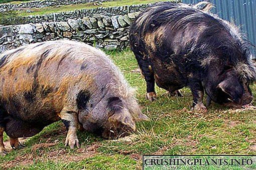 Раси на свињи со описи и фотографии за размножување во соединението