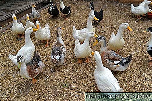 Razas de patos para a cría doméstica