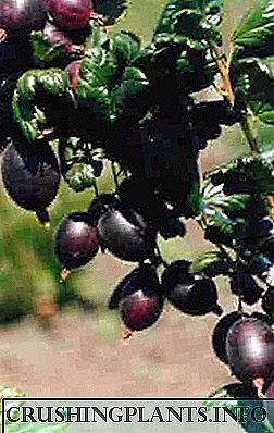 Melak varian gooseberry prune di nagara sareng ngurus éta