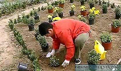 Садење хризантема од тенџере на отворено земја