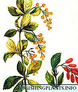 Berberia rubi plantabant cura spectaculi