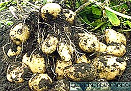 Mbjellja dhe kujdesi i patates ne natyre