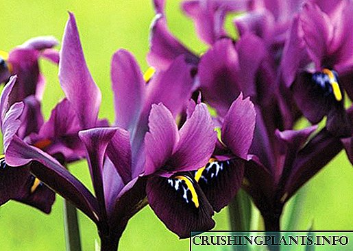 Et curam Iris fabulosa Batavi plantationis cepa
