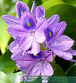 Tanduran lan ngrawat hyacinth banyu - tips saka profesional!