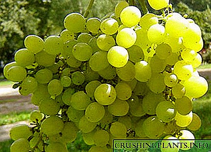 Mbjellja dhe rritja e rrushit në Urale