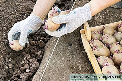 Tanduran kentang ing wulan Juni: apa bisa utawa ora, pro lan kontra cara kasebut