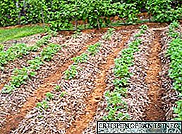 Կարտոֆիլ տնկելը Սիբիրում `ժամանակ, մեթոդներ, սերմերի ընտրություն