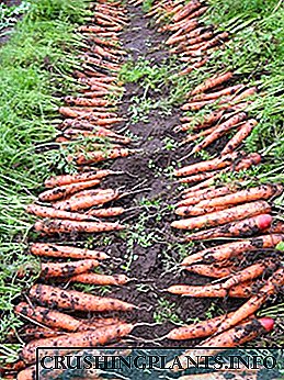 Carrotskụnye carrots na-enweghị ihe dị na ya