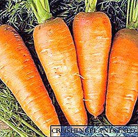 کاشت هویج در اورال