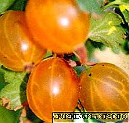 Tanduran lan perawatan saka variasi gooseberry kuning saka Rusia ing pondokan musim panas