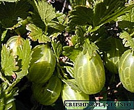 Plantar variedades de groselha esmeralda ural nunha parcela persoal e coidalo