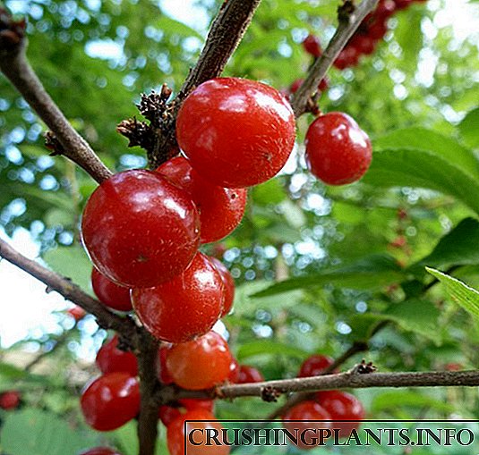 Садење, одгледување, градинарски работи и грижа за чувствувани цреши