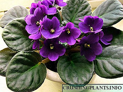Pandhuan langkah-langkah kanggo mindhah violets ing omah