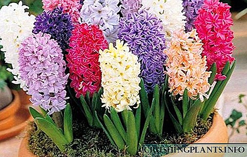 အိမ်မှာ hyacinths အတင်းအကျပ်များအတွက်ခြေလှမ်းညွှန်ကြားချက်အားဖြင့်အဆင့်
