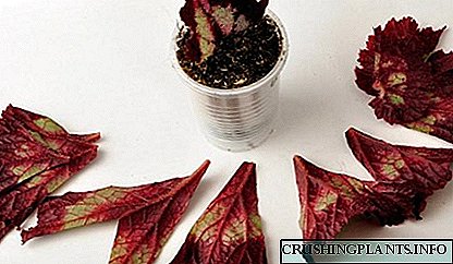 Rapat-léngkah saran pikeun nyebarkeun daun begonia di bumi
