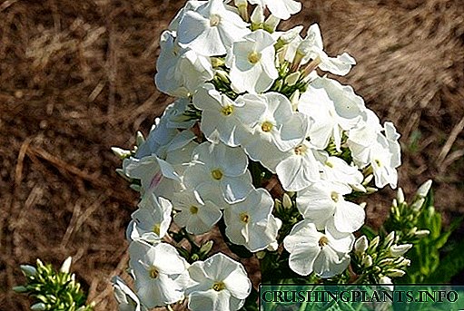 Kasno cvjetanje Phloxa - jesensko ukrašavanje vašeg vrta