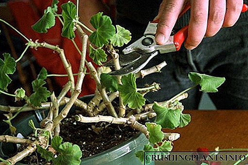 Reglur um pruning geraniums fyrir lush blómgun