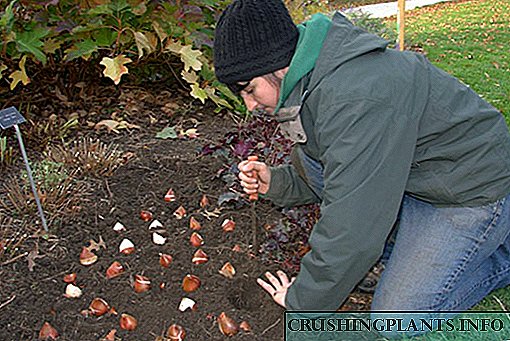Aturan kanggo tanduran musim gugur bolam tulip